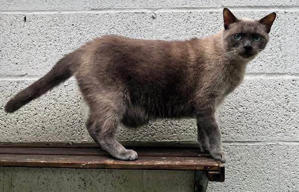 BLU  MICIO SIAMESE Foto 9